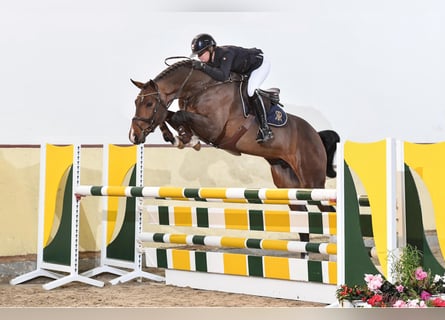 Oldenburger Springpferd, Hengst, 8 Jahre, 173 cm, Brauner