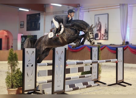 Koń meklemburski, Ogier, 8 lat, 169 cm, Siwa