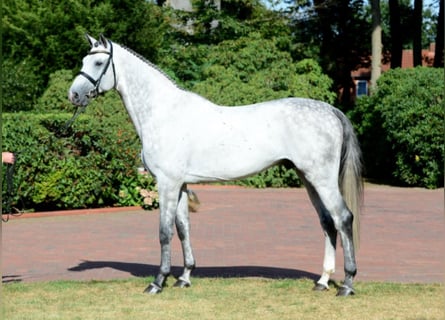 Mecklenburg Warmblood, Stallion, 15 years, 16.3 hh, Gray