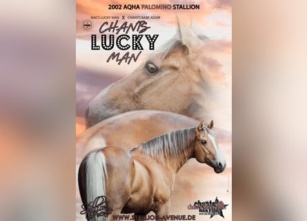 Quarter horse américain, Étalon, 23 Ans, 152 cm, Palomino