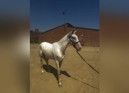 Cheval crème, Hongre, 4 Ans, 160 cm, Cremello