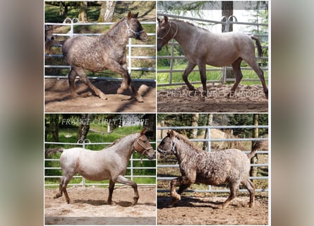 Cheval crème, Jument, 3 Ans, 130 cm, Rouan Rouge