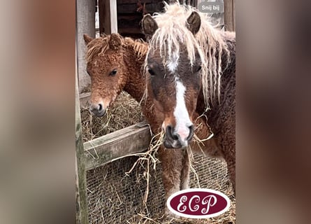 Cheval Curly, Étalon, 1 Année, 110 cm, Tobiano-toutes couleurs