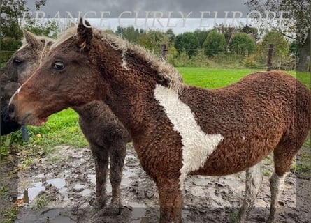 Cheval Curly, Étalon, 1 Année, 138 cm