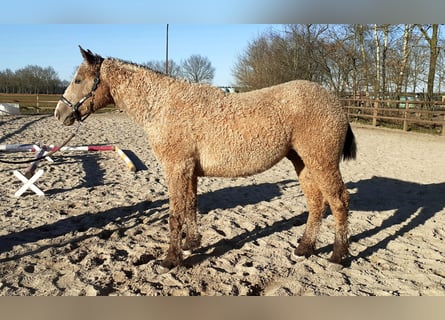 Cheval Curly, Étalon, 2 Ans, 150 cm, Isabelle