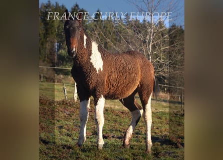 Cheval Curly, Étalon, 2 Ans, Bai cerise