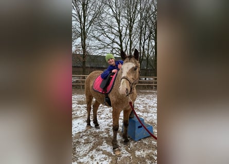 Cheval Curly, Étalon, 3 Ans, 150 cm, Isabelle