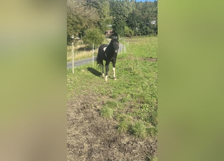 Cheval Curly, Étalon, 7 Ans, 155 cm, Tobiano-toutes couleurs