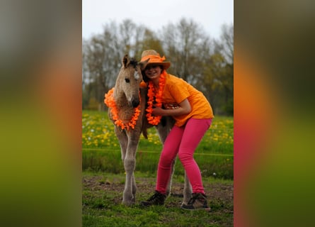 Cheval Curly, Étalon, Poulain (04/2026), 155 cm, Grullo