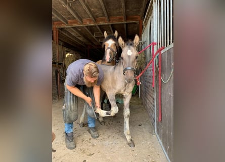 Cheval Curly, Étalon, Poulain (04/2026), 158 cm, Grullo
