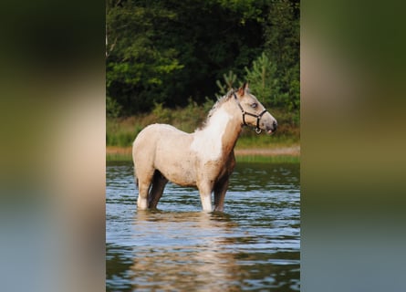 Cheval Curly, Étalon, Poulain (05/2025), 160 cm, Isabelle