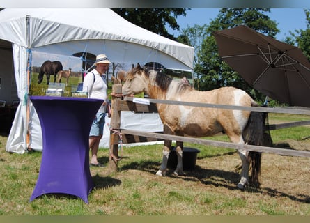 Cheval Curly, Hongre, 3 Ans, 142 cm, Isabelle