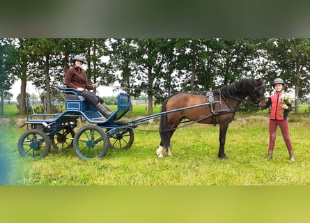 Cheval Curly Croisé, Hongre, 5 Ans, 138 cm, Bai