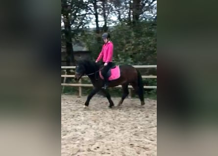 Cheval Curly Croisé, Hongre, 5 Ans, 138 cm, Bai