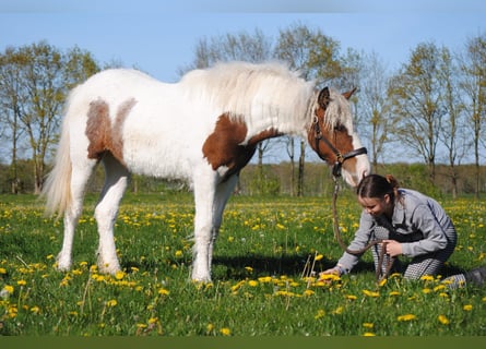 Cheval Curly, Jument, 1 Année, 153 cm, Pinto