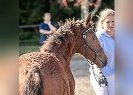 Cheval Curly, Jument, 1 Année, 155 cm, Bai