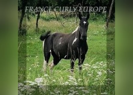 Cheval Curly, Jument, 4 Ans, 149 cm, Noir