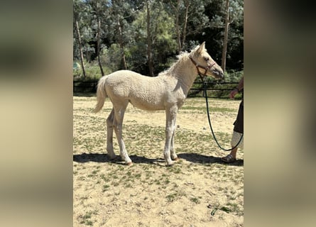 Cheval Curly Croisé, Jument, Poulain (05/2026), Palomino