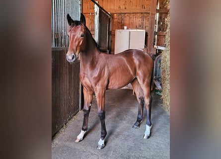 Cheval de selle allemand, Étalon, 1 Année, 169 cm