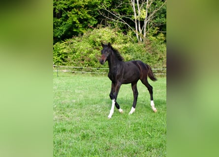 Cheval de selle allemand, Étalon, 1 Année, Bai brun foncé