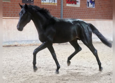 Cheval de selle allemand, Étalon, 2 Ans, 166 cm, Noir