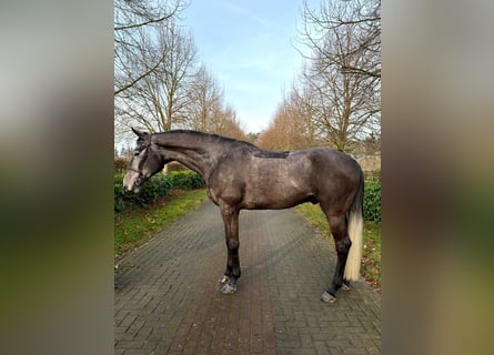 Cheval de selle allemand, Étalon, 6 Ans, 175 cm, Gris