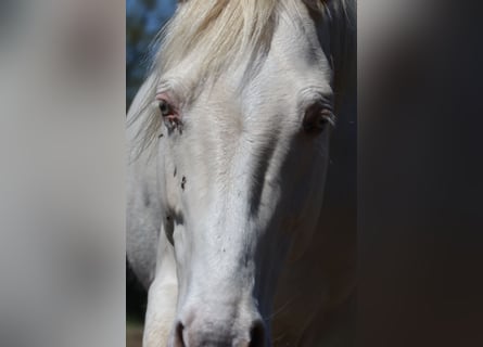 Cheval de selle allemand, Étalon, 9 Ans, 158 cm, Perlino