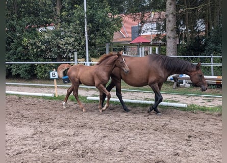 Cheval de selle allemand, Étalon, Poulain (04/2024), 170 cm, Alezan brûlé