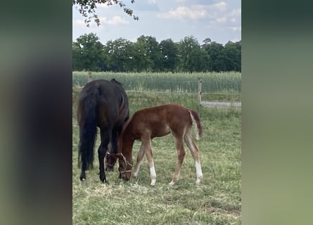 Cheval de selle allemand, Étalon, , Alezan brûlé