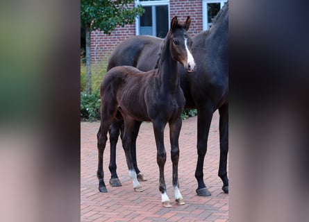 Cheval de selle allemand, Étalon, Poulain (06/2024), Bai