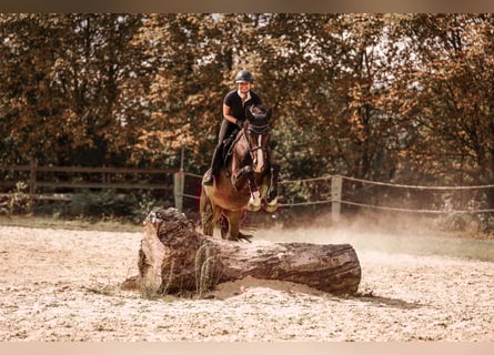 Cheval de selle allemand, Hongre, 10 Ans, 170 cm, Bai brun