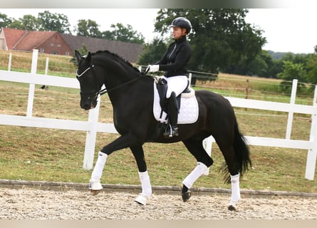 Cheval de selle allemand, Hongre, 13 Ans, 172 cm, Noir