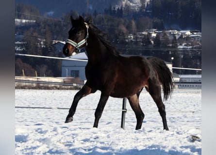 Cheval de selle allemand, Hongre, 2 Ans, 160 cm, Bai brun foncé