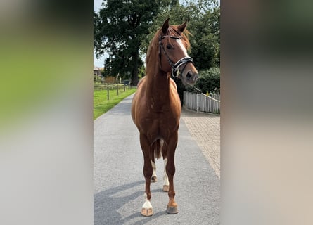 Cheval de selle allemand, Hongre, 2 Ans, 165 cm, Alezan