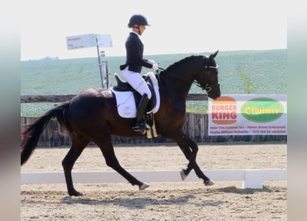 Cheval de selle allemand, Hongre, 4 Ans, 161 cm, Bai brun foncé