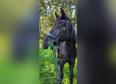 Cheval de selle allemand, Hongre, 4 Ans, 165 cm, Noir