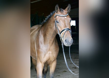 Cheval de selle allemand, Hongre, 4 Ans, 167 cm, Bai