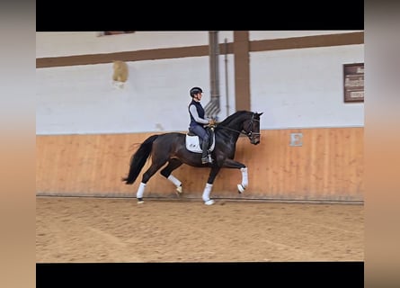 Cheval de selle allemand, Hongre, 4 Ans, 171 cm, Bai brun foncé