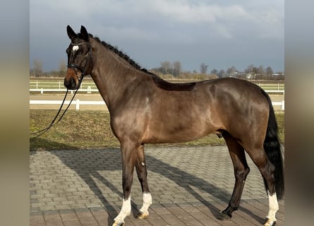 Cheval de selle allemand, Hongre, 4 Ans, 174 cm, Bai