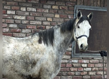 Cheval de selle allemand, Hongre, 5 Ans, 156 cm, Gris pommelé