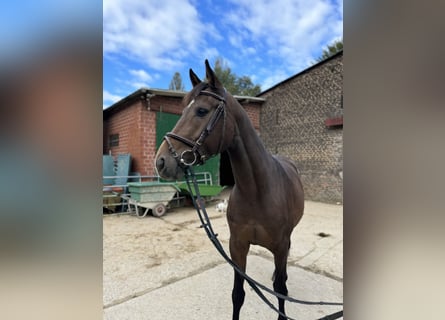 Cheval de selle allemand, Hongre, 5 Ans, 160 cm, Bai brun