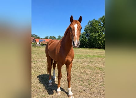 Cheval de selle allemand, Hongre, 5 Ans, 165 cm, Alezan