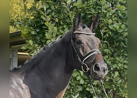 Cheval de selle allemand, Hongre, 5 Ans, 170 cm, Bai brun foncé