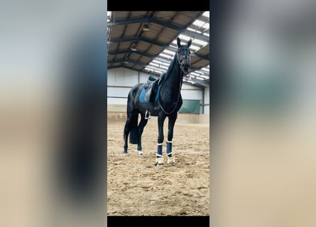 Cheval de selle allemand, Hongre, 5 Ans, 178 cm, Bai brun foncé