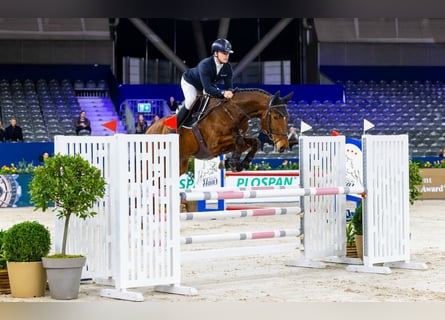 Cheval de selle allemand, Hongre, 6 Ans, 168 cm, Bai