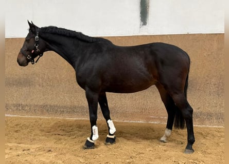 Cheval de selle allemand, Hongre, 7 Ans, 170 cm, Bai brun