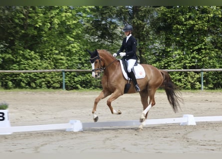 Cheval de selle allemand, Hongre, 7 Ans, 175 cm, Alezan