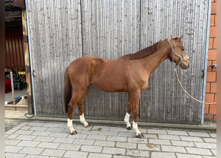 Cheval de selle allemand, Hongre, 8 Ans, 163 cm, Alezan