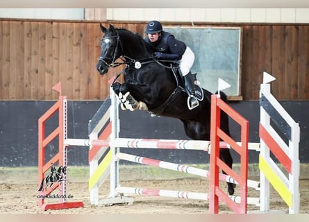 Cheval de selle allemand, Hongre, 9 Ans, 170 cm, Noir