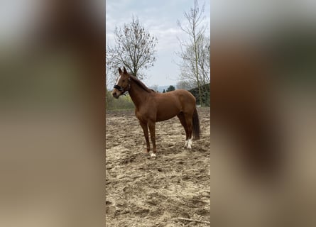 Cheval de selle allemand, Jument, 11 Ans, 161 cm, Alezan